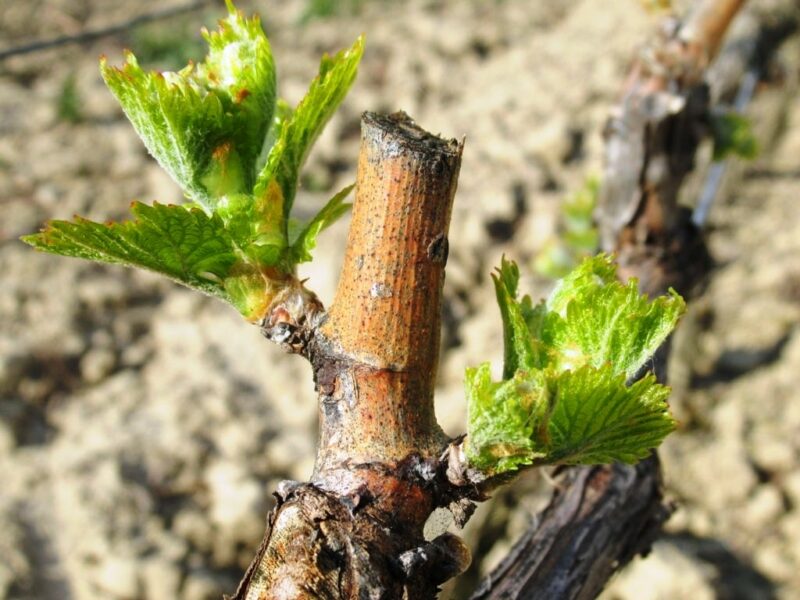 Brotación Desborre Vid Viñedo