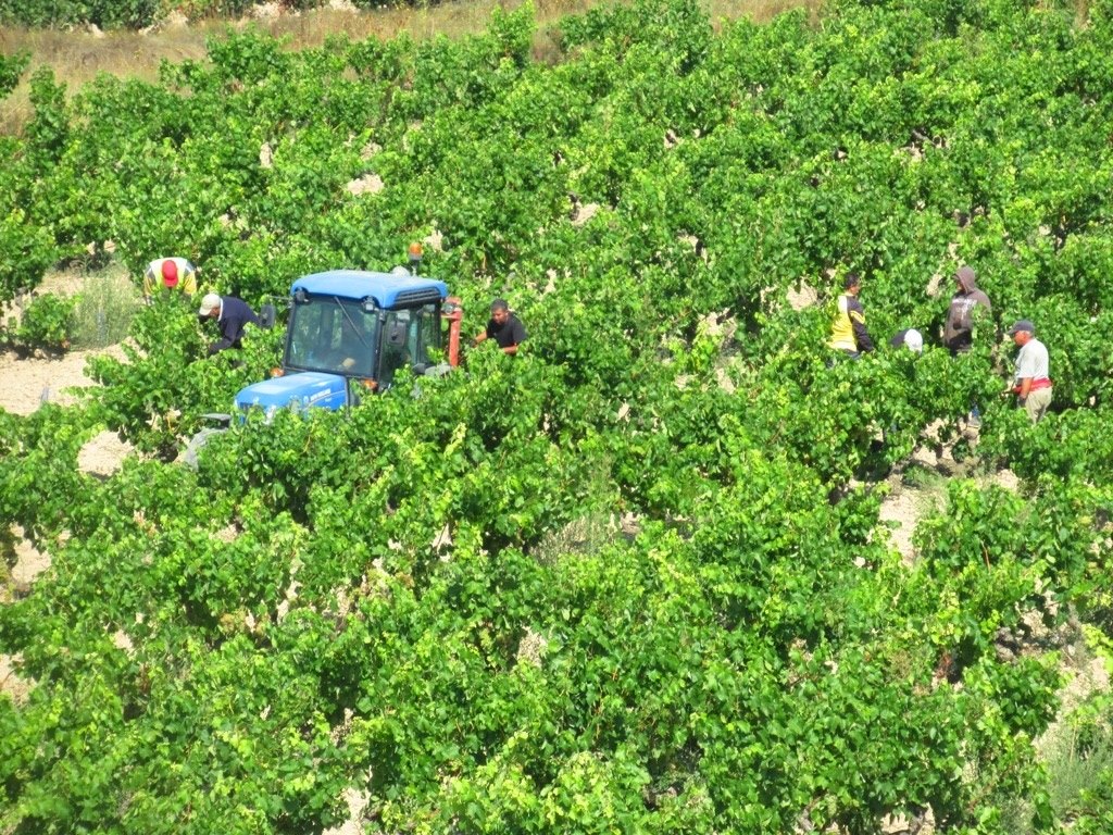 Vino Blanco de Rioja
Elaboración del Vino Blanco
Vendimia Uva Blanca
como hacer vino blanco