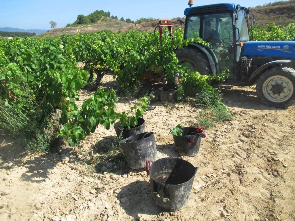 Vino Blanco de Rioja
Trasiego y Descube del Vino Blanco
proceso elaboración vino blanco